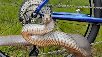 Cyclist Rescued After Being Bitten By Australia’s Deadliest Snake After It Became Lodged In The Chain (Video)