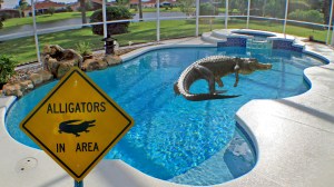 Large Florida alligator inside a swimming pool with a Gators in area sign nearby