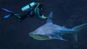 Florida Man Shark Attack Destin Spearfishing POV Video