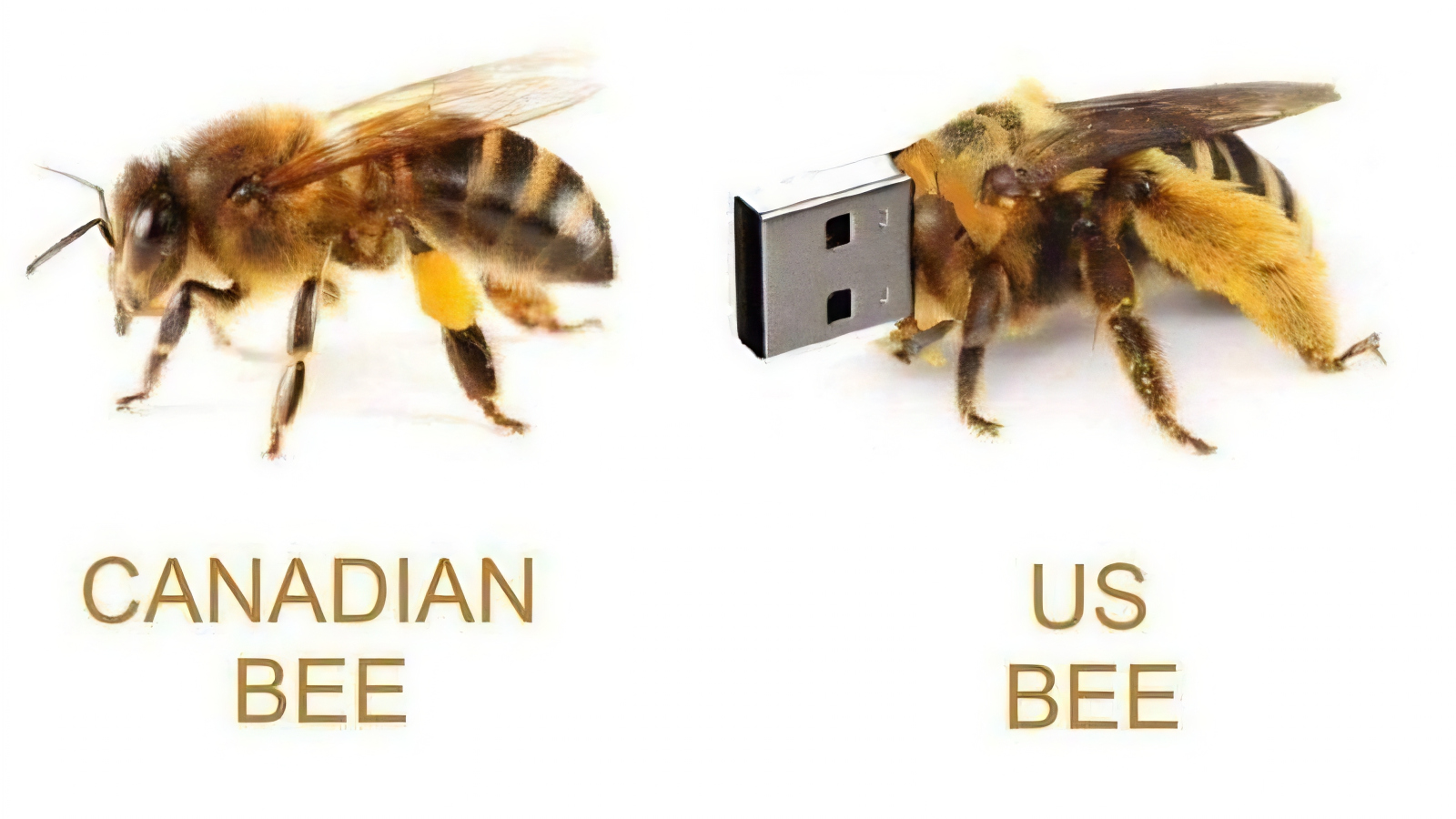 Canadian versus US bees meme