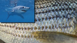 Make shark in Cape Cod feeds on striped bass