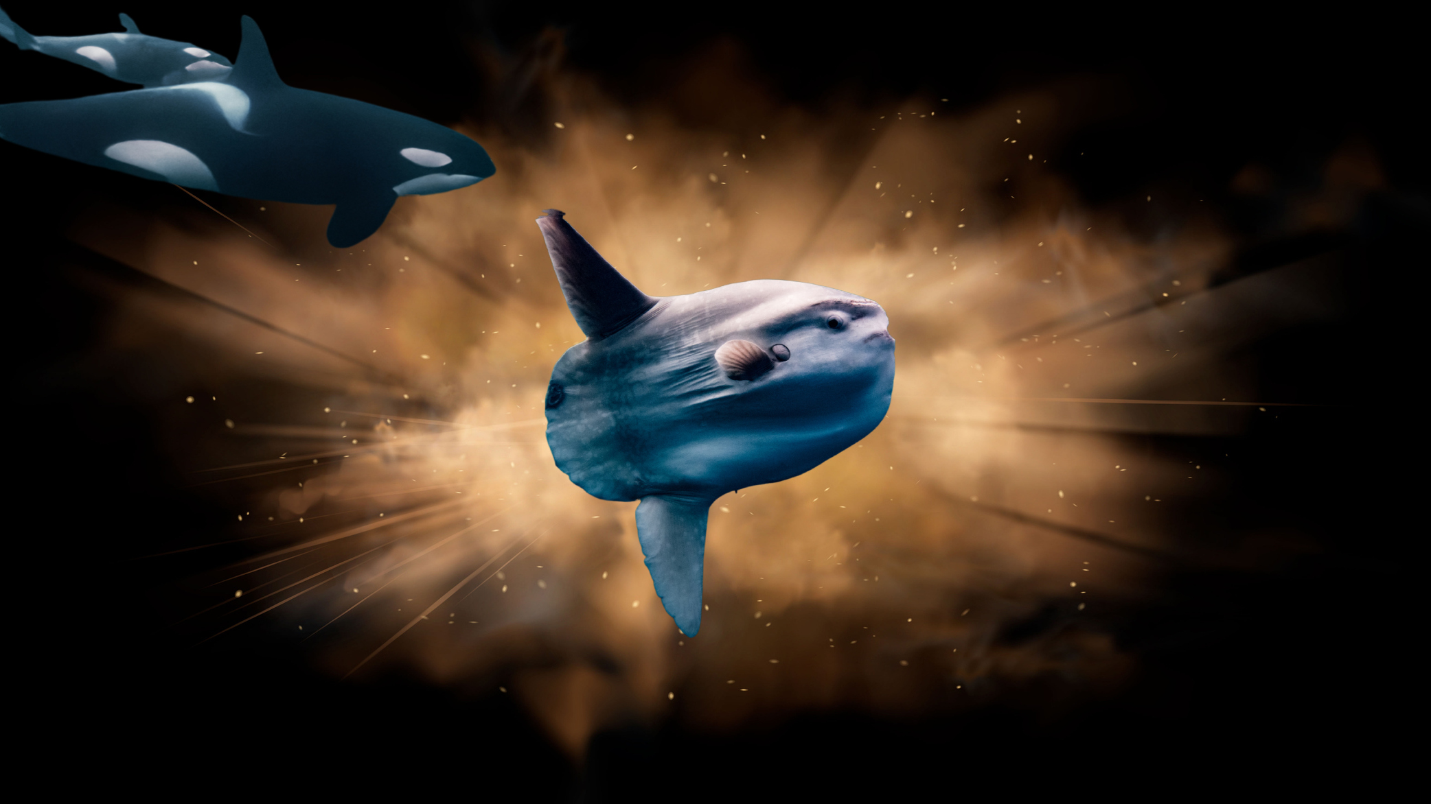 pod of orcas approaching exploding mola mola sunfish