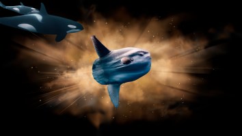 An Orca Was Filmed Ramming A Sunfish So Hard It Exploded Underwater (Video)