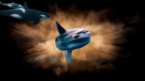 pod of orcas approaching exploding mola mola sunfish