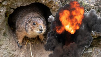 California Farmer Blasts Rodents Into Oblivion With Intense Explosion From Fireball Musket