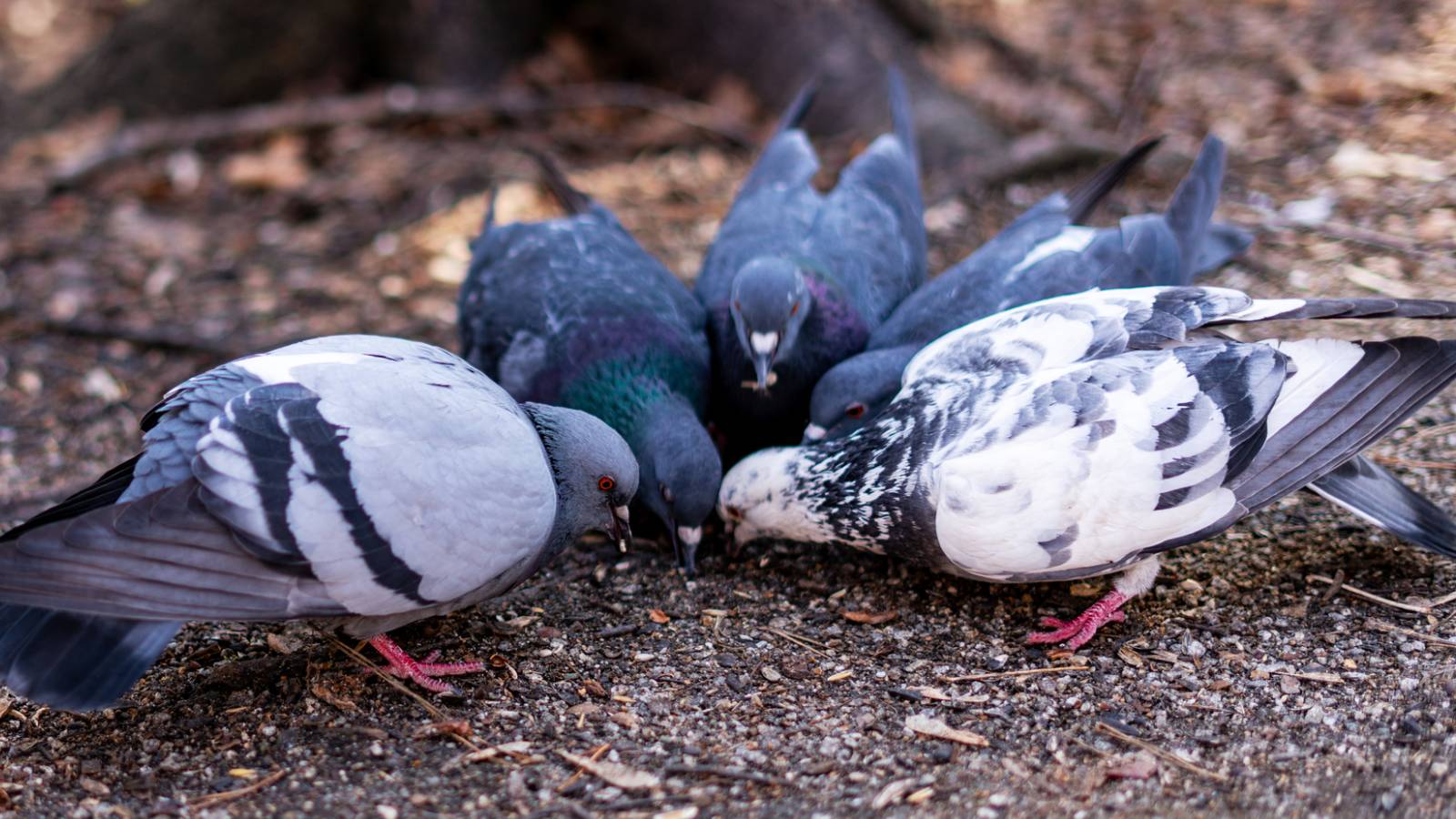 Man Feeds Birds At Night, Causing Disturbances In Australian Neighborhood Man Feeds Birds At Night, Causing Disturbances In Australian Neighborhood