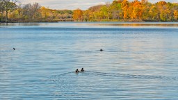 Authorities In Illinois Searching For Driver Of Car Found Almost Completely Submerged In A Pond