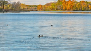 pond-in-illinois