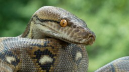 New Fear Unlocked: Ontario Man Finds Large Python In His Car’s Engine Compartment