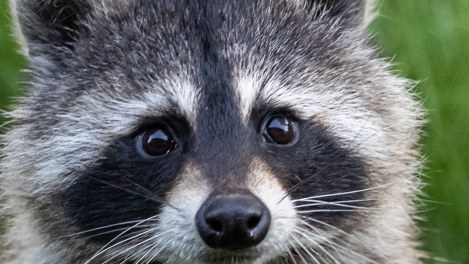 What's The Story With 'Jimothy,' A Raccoon Going Viral In Seattle?