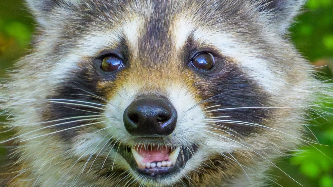 raccoon-face