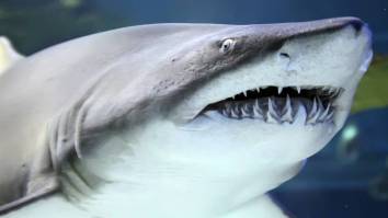 Spearfisher Shares Video Of Moment He Was Attacked By A Shark In Fiji Before Being Rushed To Surgery To Save His Leg