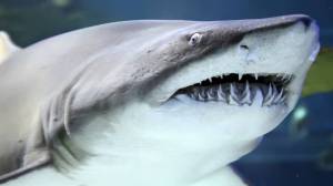 Reef shark