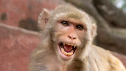 City In Florida Issues Warning To Residents After Multiple Reports Of Monkey Sightings