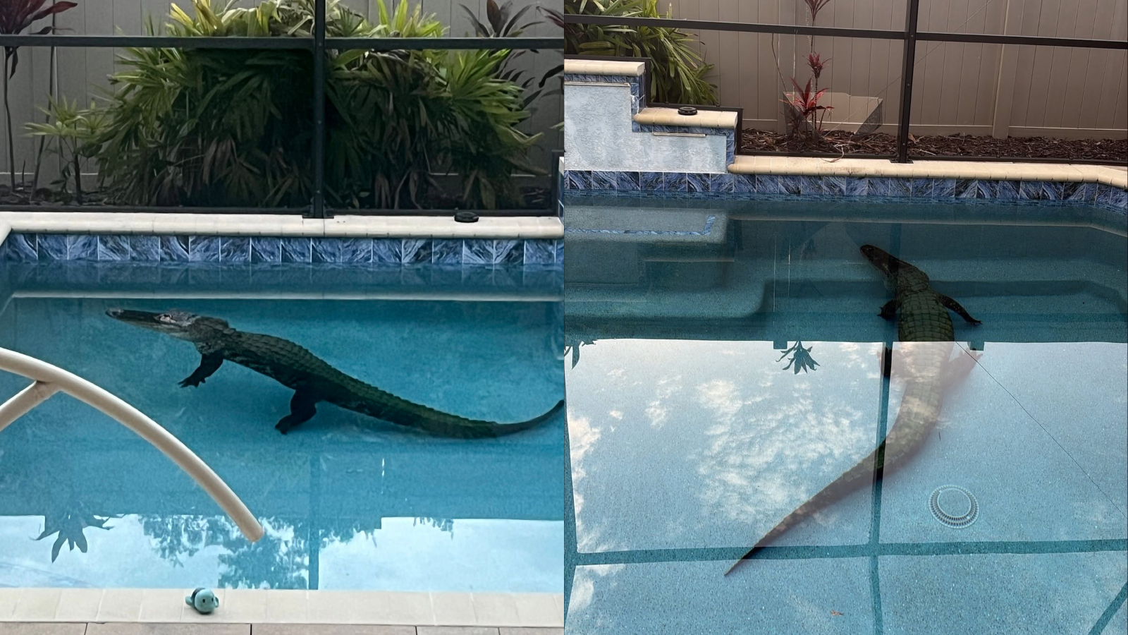 alligator enters swimming pool in Sarasota County, Florida before being removed by police