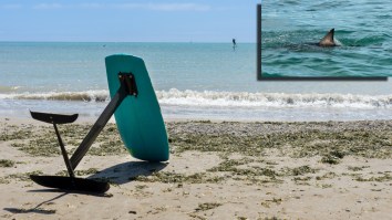 Australian Surfer Shows Off Board’s Bite Marks After Narrowly Avoiding Attack (Video)