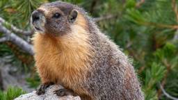 Rodents Taking Over OnlyFans? Scientists In California Are Posting Marmots To Raise Money For Research