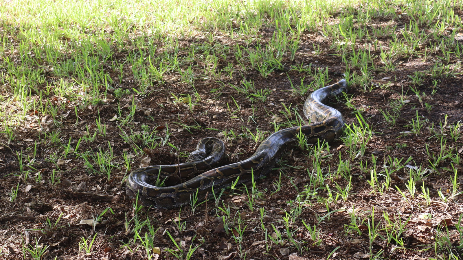 invasive Burmese pythons captured in 2026 Florida Python Challenge