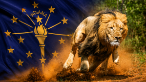 Indiana Lion