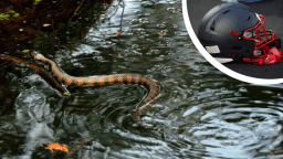 Arkansas Football Player Wore Helmet With 2-Foot Long Cottonmouth Snake In It During Practice