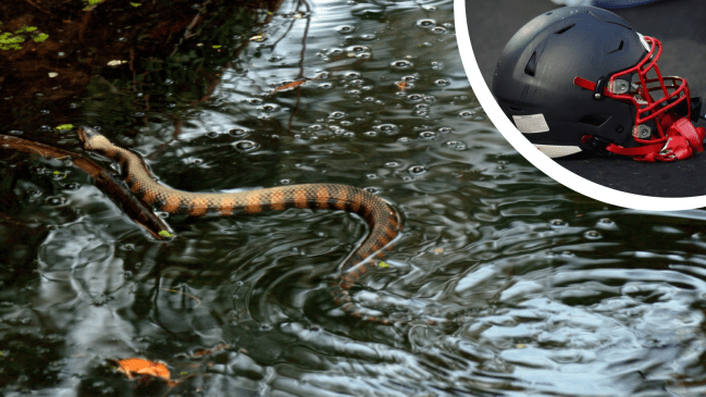 Collage with cottonmouth snake and a football helmet
