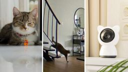 Woman Checks Her Home Security Camera. Uh, Did She Catch Her Cat Speaking English?: ‘Mom, Where Are You?’
