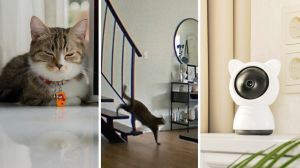 cute cat at home (l) cat stepping down (c) pet camera (r)