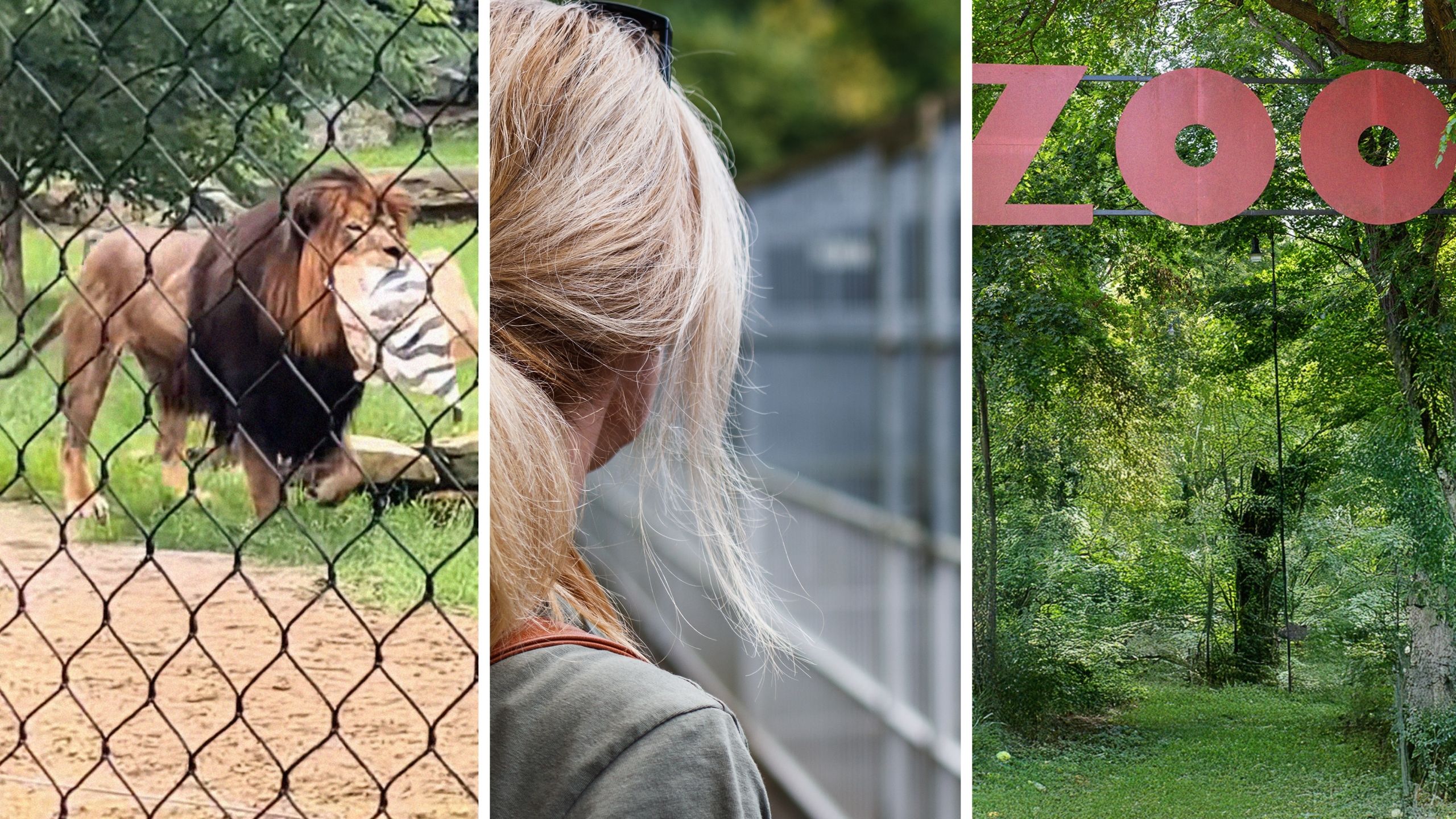 Lion walking towards female (l) woman looking at Lions (c) Zoo sign (r)