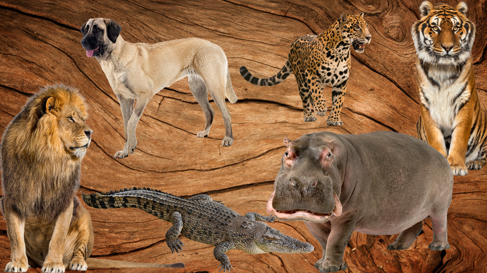 Composite image of animals with the strongest bite forces in the animal kingdom