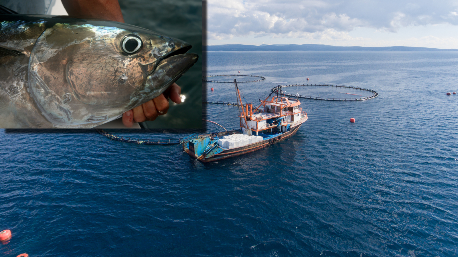 A Giant Tuna Is Suspected Of Killing Diver In Malta During Freak Accident A Giant Tuna Is Suspected Of Killing Diver In Malta During Freak Accident