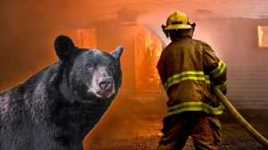 Black bear next to firefighter extinguishing blaze