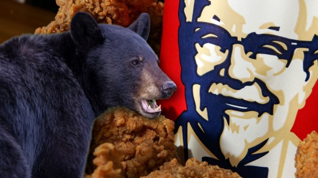 Black bear next to bucket of KFC fried chicken