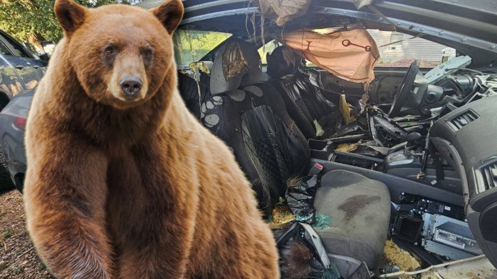 Colorado Resident Discovers Dead Bear Inside Car Colorado Resident Discovers Dead Bear Inside Car
