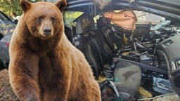 Unfortunate Colorado Resident Discovers Dead Bear Inside Car It Destroyed After Getting Stuck Inside
