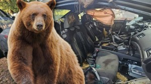 Bear next to ruined car interior