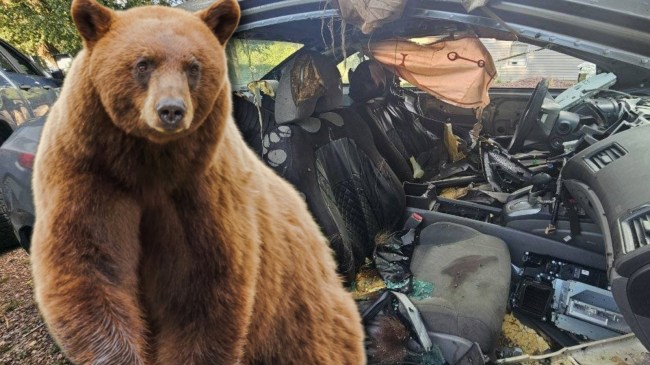 Bear next to ruined car interior