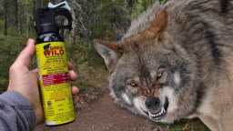 Yellowstone Visitor Stalked By Wolf That Wasn’t Deterred By Multiple Blasts Of Bear Spray (Video)