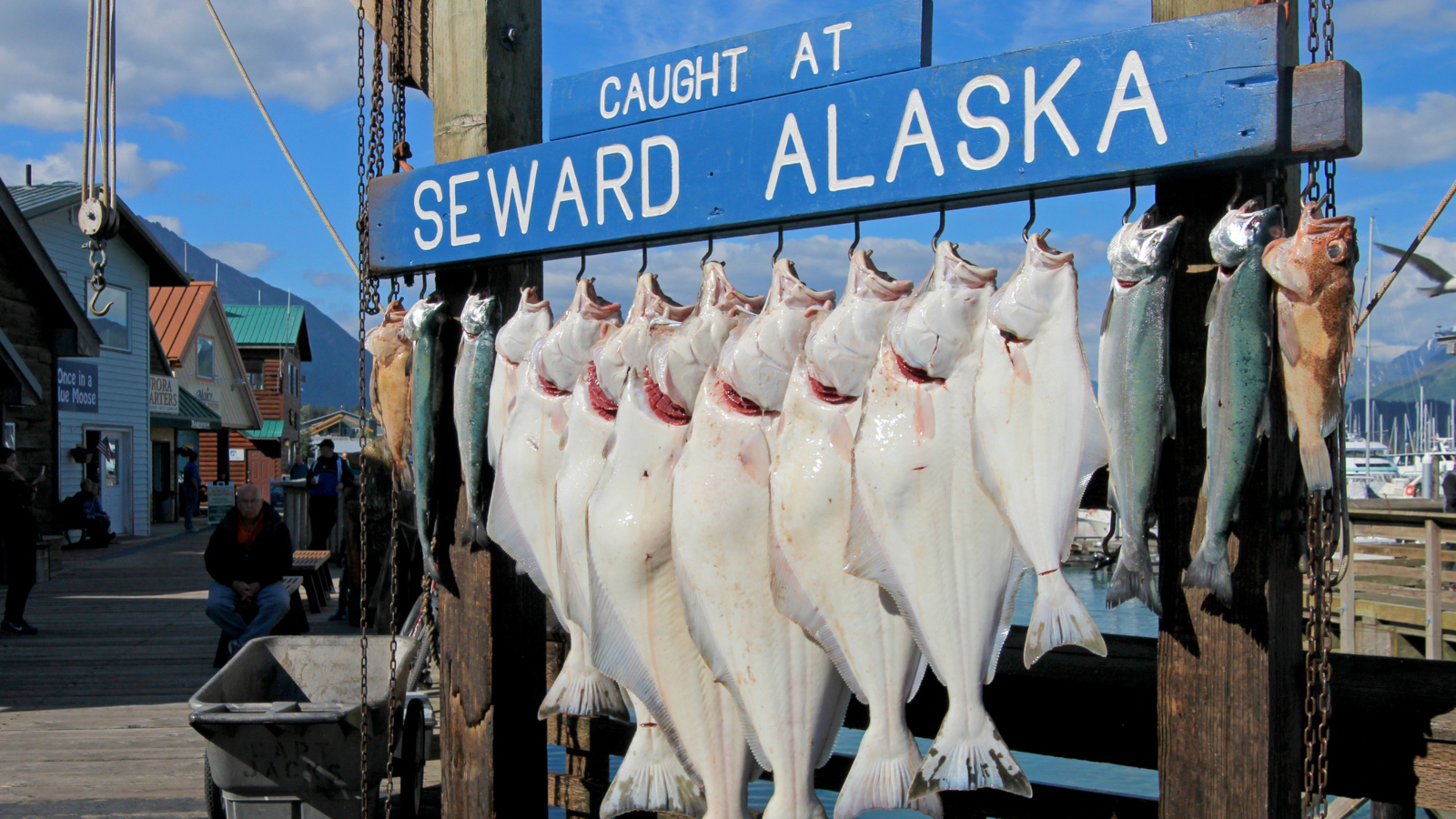 several large Halibut fish hanging at the marina in Seward, Alaska