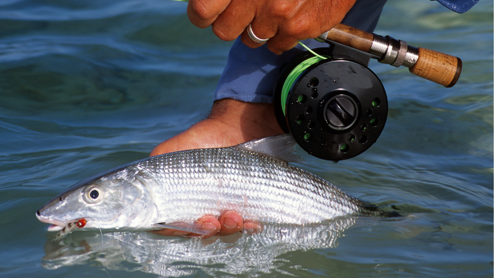 bonefish caught on the flats of Belize