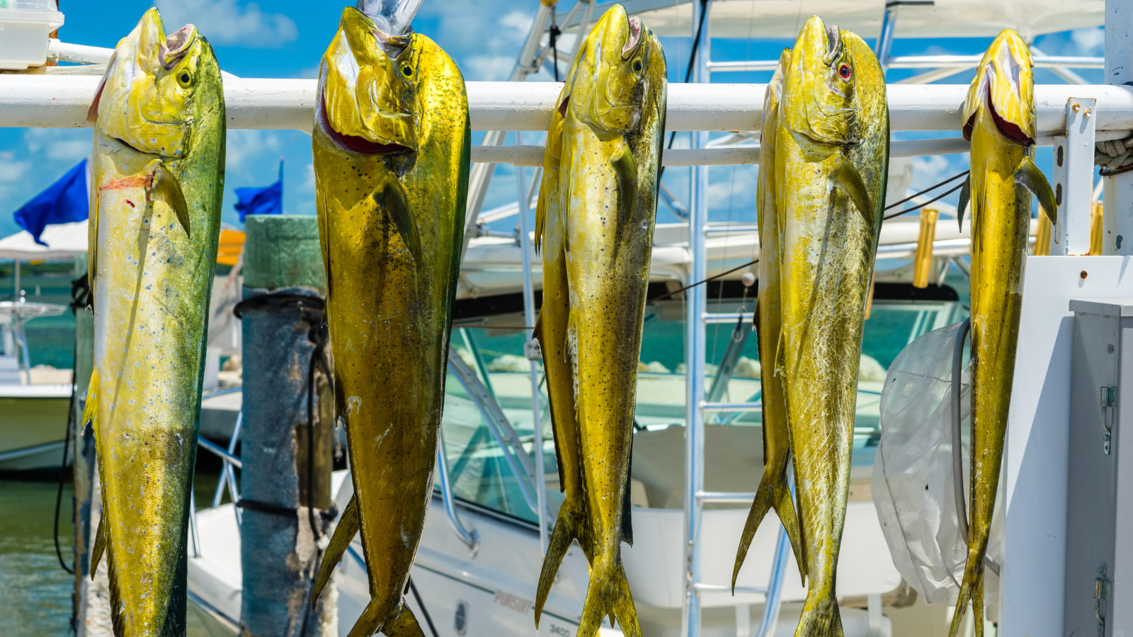 large Mahi Mahi fish recently caught and displayed