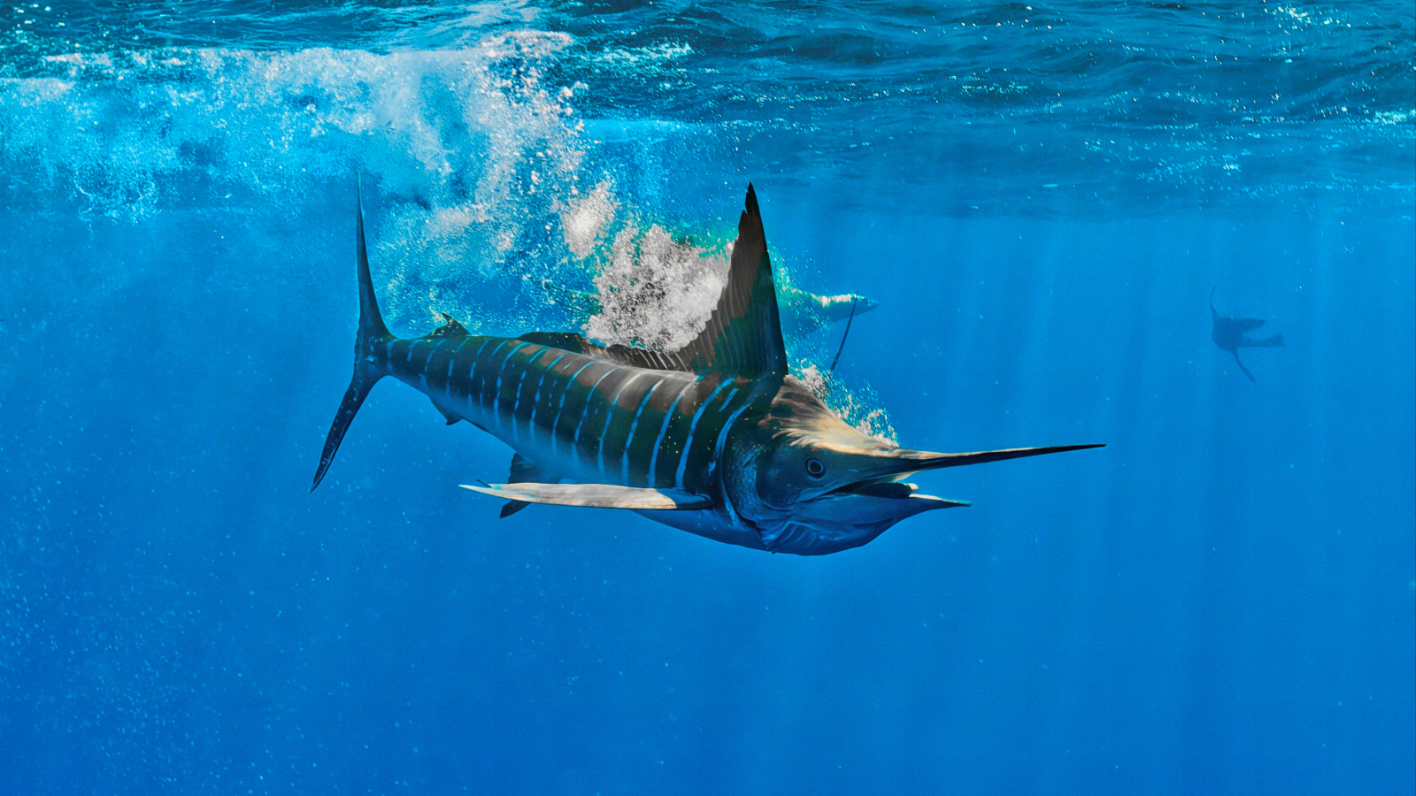 large Striped Marlin fishing on a bait ball of tiny baitfish
