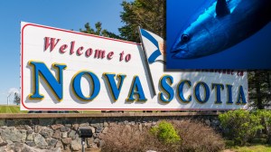Large bluefin tuna fish in front of a 'Welcome to Nova Scotia' sign