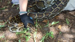The Largest Snake Caught In The 2026 Florida Python Challenge Was Longer Than A Cadillac Escalade