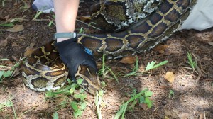 invasive Burmese pythons captured in 2026 Florida Python Challenge