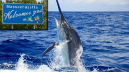Gargantuan 1,260-Pound Blue Marlin Smashes Massachusetts State Fishing Record By Nearly 400 Pounds