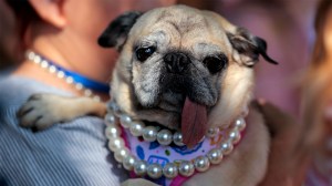 jinny-lu-worlds-ugliest-dog