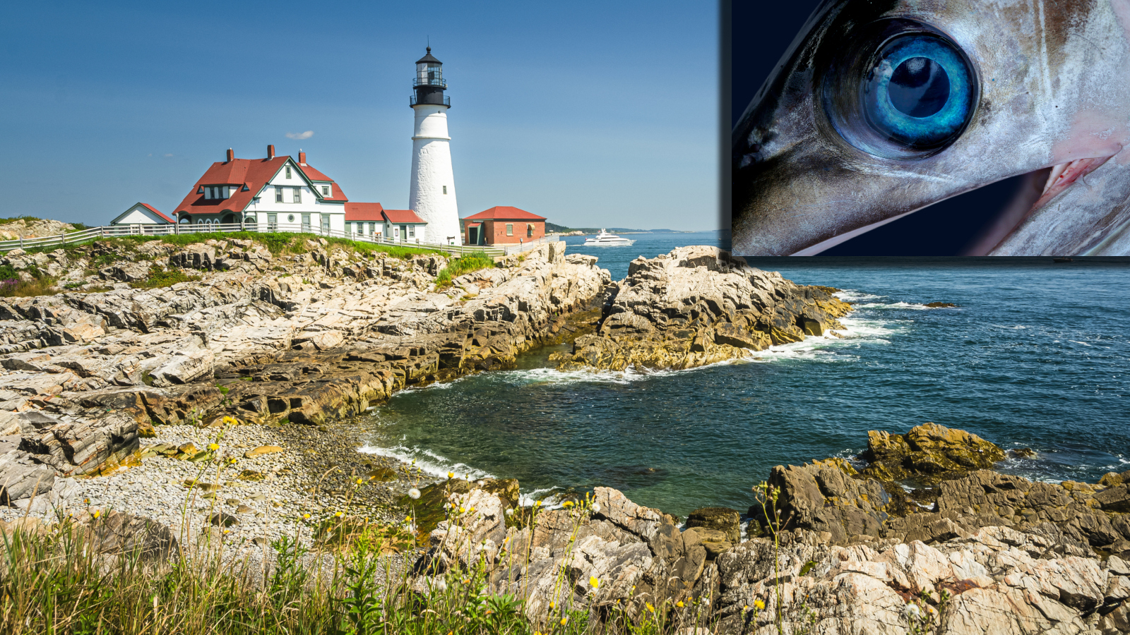 Image of a swordfish next to the Portland Head Lightin Maine