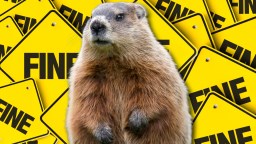 Influencer Fined For Petting Marmot That Crawled Up His Leg While Visiting National Park In Washington