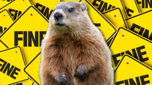 Marmot over fine signs