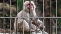 Monkey Regrets Decision To Escape From Wildlife Park After Being Found Back Inside Enclosure It Broke Out Of